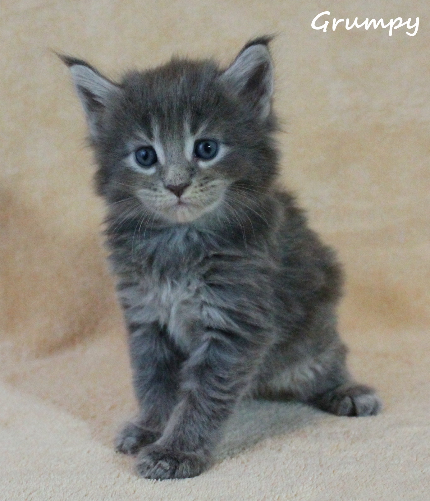 Available Maine Coon Kittens at Kanu Coons